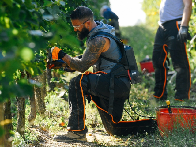 03_SS_Dendrochirurgia