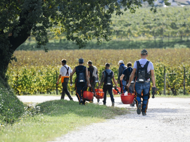 04_SS_Dendrochirurgia