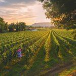 Provincia di Brescia, territorio diVino – Dolce autunno fra i vigneti e i calici di Franciacorta, Garda, Colli dei Longobardi e Valle Camonica