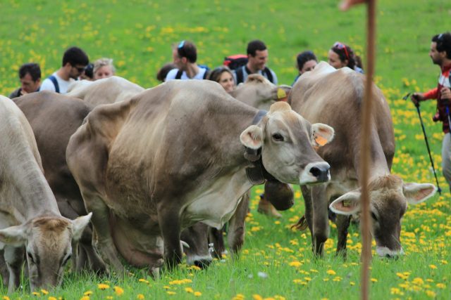 06 Visit Zoncolan_Malga Meleit