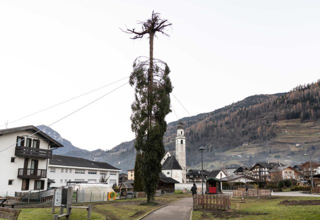 Mezzano di Primiero_Albero delle radici_ph Dolomites Web (2)